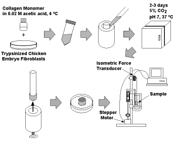 Schematic of cell stretcher experiment